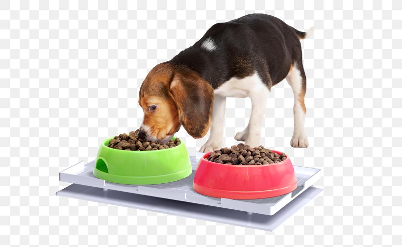 Cat Food Dog Ant Insect, PNG, 672x504px, Cat, Ant, Ant Proof Plate, Beagle, Bowl Download Free