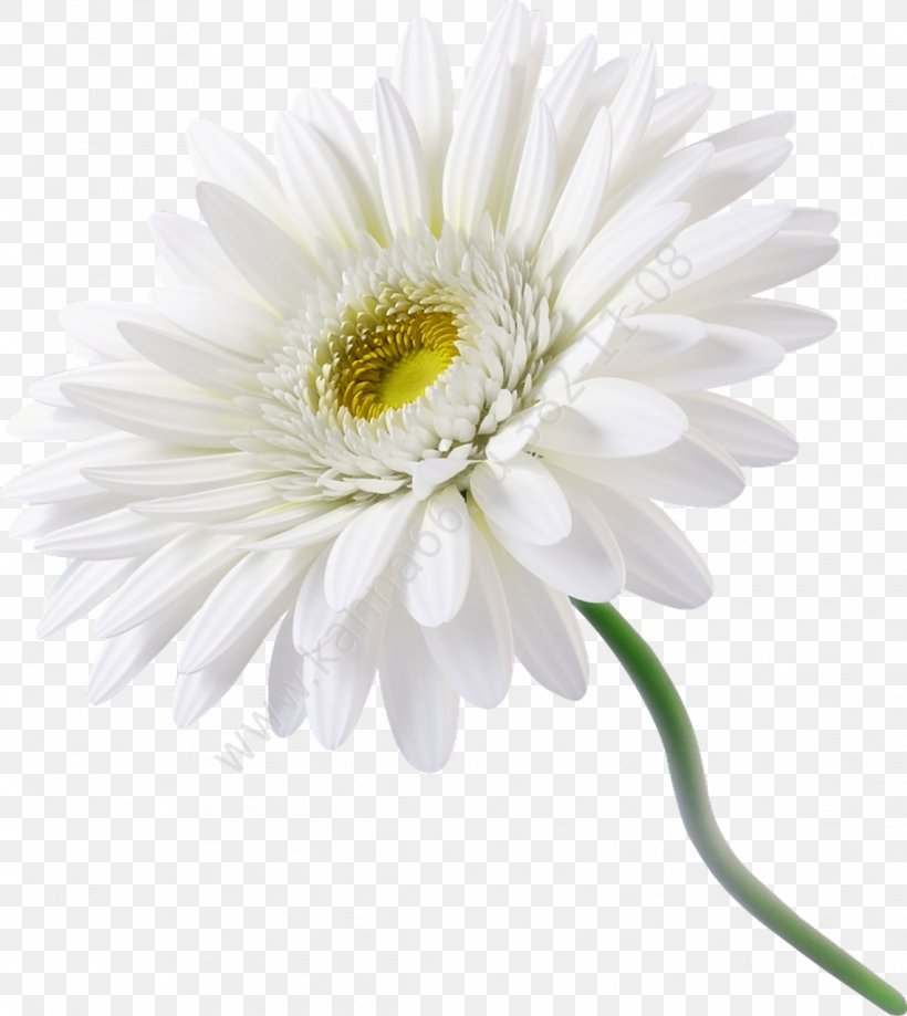 Flower Transvaal Daisy White Common Daisy, PNG, 1141x1280px, Flower, Annual Plant, Aster, Asterales, Black And White Download Free