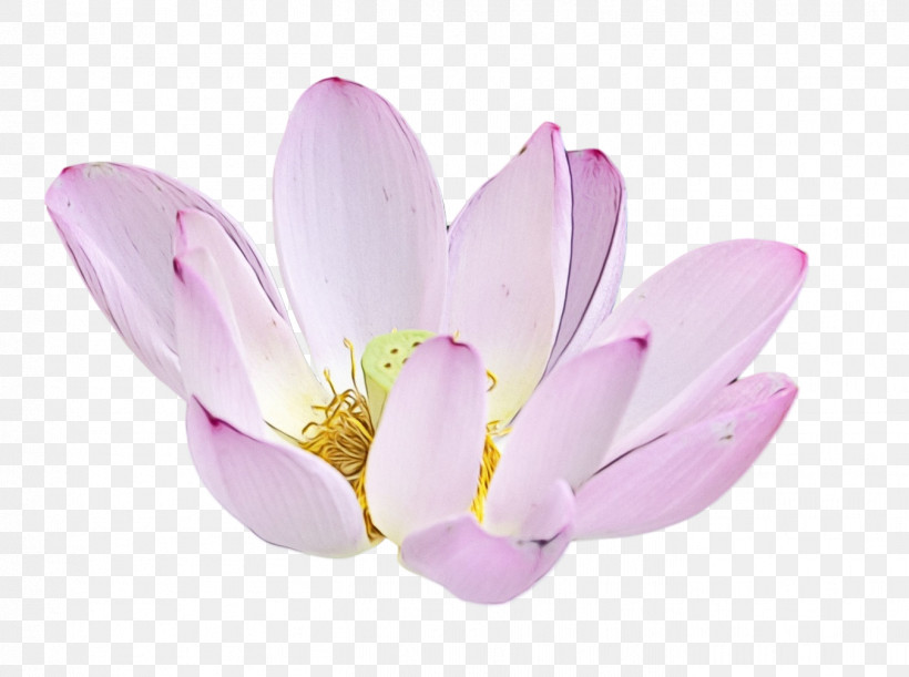 Plants Sacred Lotus Aquatic Plant Flower Lilac, PNG, 1349x1006px, Lotus Flower, Aquatic Plant, Biology, Flower, Lilac Download Free