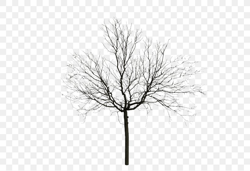 Tree Drawing Sketch, PNG, 631x561px, Tree, Black And White, Branch, Drawing, Juglans Download Free