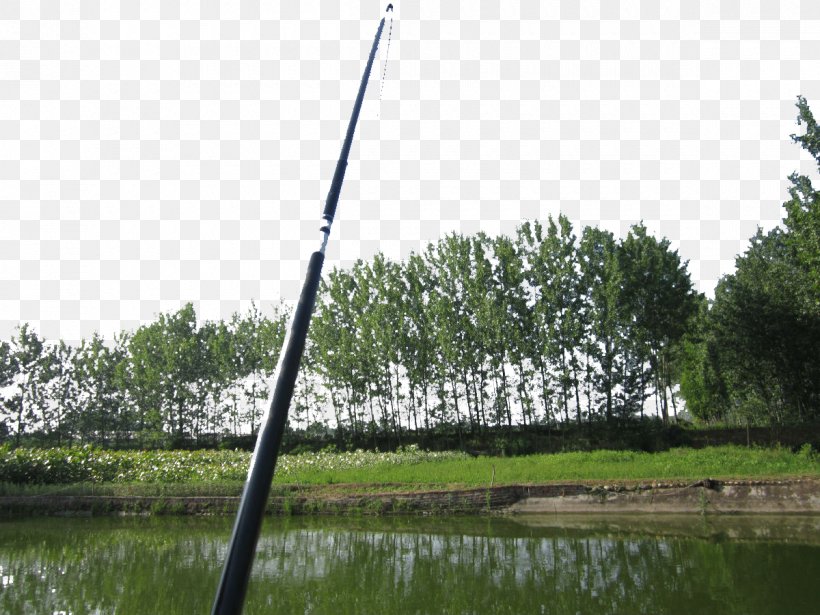 Angling Fishing Rod Recreation, PNG, 1200x900px, Angling, Fishing, Fishing Rod, Grass, Plant Download Free