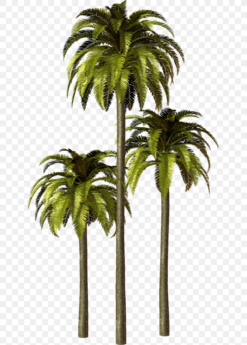 Arecaceae Asian Palmyra Palm Babassu, PNG, 635x1146px, Arecaceae, Arecales, Asian Palmyra Palm, Attalea, Attalea Speciosa Download Free
