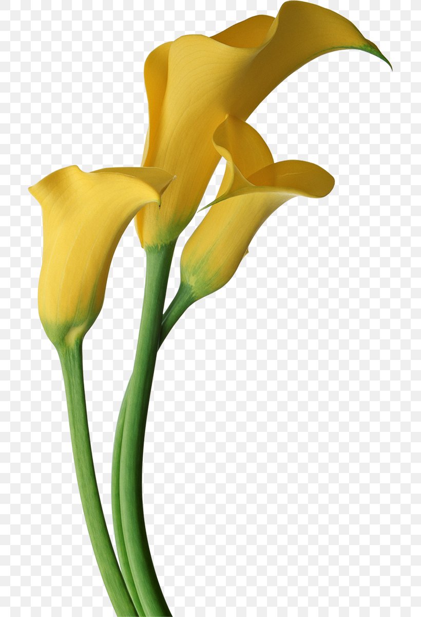 Arum-lily Lilium Callalily Flower Clip Art, PNG, 711x1200px, Arumlily, Alismatales, Arum, Arum Family, Bud Download Free