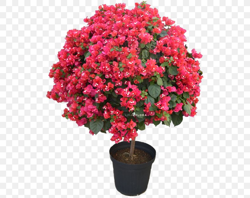 Azalea Flowerpot Houseplant Shrub .45 Super, PNG, 590x650px, Azalea, Annual Plant, Color, Cut Flowers, Description Download Free