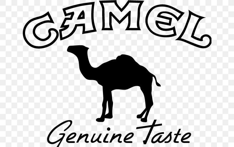 Camel, PNG, 662x516px, Dromedary, Arabian Camel, Area, Black And White, Camel Download Free