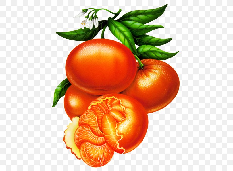 Plum Tomato Mandarin Orange Decoupage Illustration, PNG, 476x600px, Plum Tomato, Bitter Orange, Blood Orange, Bush Tomato, Citrus Download Free