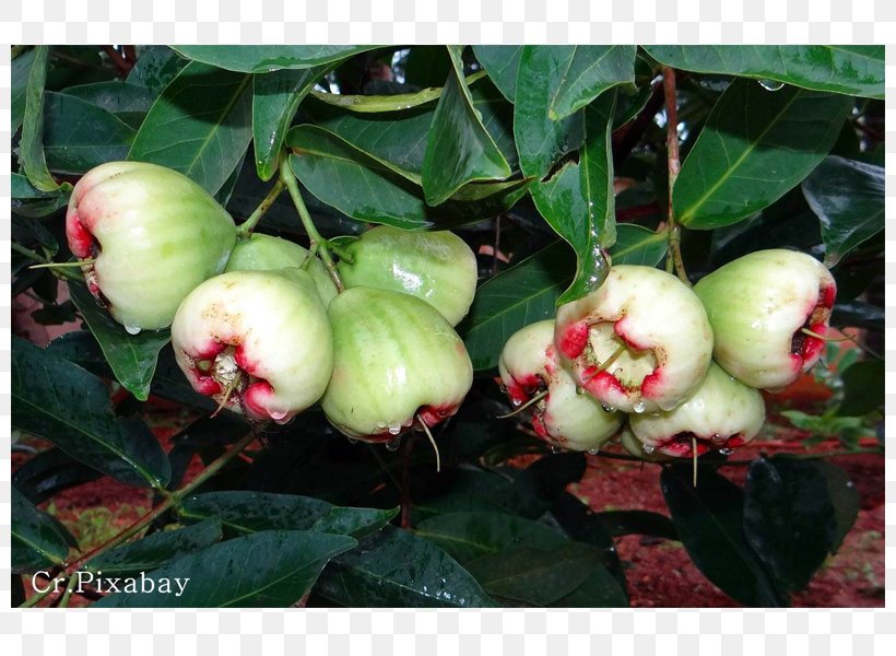 Java Apple Rose-apple Thai Cuisine Malay Apple Fruit, PNG, 800x600px, Java Apple, Apple, Auglis, Fijian, Fruit Download Free