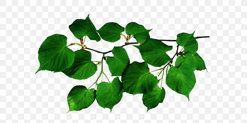 Leaf Tree Branch Plant Stem, PNG, 640x411px, Leaf, Branch, Bud, Digital Image, Ivy Download Free