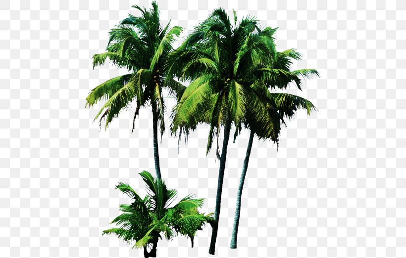 Palm Trees Clip Art Plants, PNG, 480x522px, Palm Trees, Arecales, Attalea Speciosa, Babassu, Borassus Flabellifer Download Free