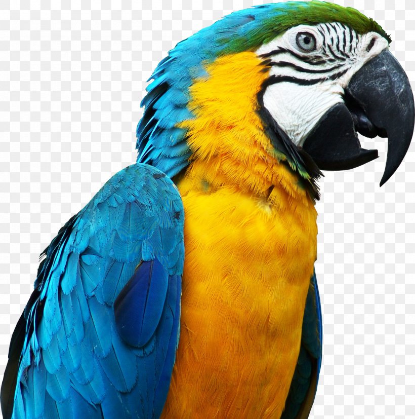 Bird Parrots, PNG, 1487x1500px, Parrot, Art, Beak, Bird, Birdcage Download Free