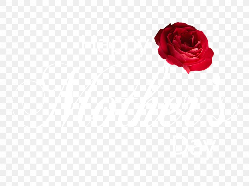 Cut Flowers Garden Roses Centifolia Roses Rosaceae, PNG, 900x674px, Flower, Centifolia Roses, Cut Flowers, Floral Design, Floristry Download Free