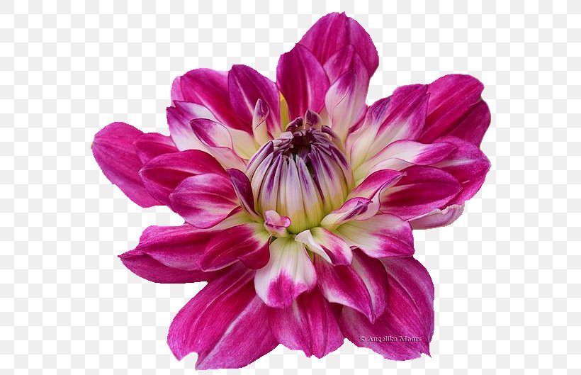 Dahlia PaintShop Pro Cut Flowers Angelika Film Center Ulead PhotoImpact, PNG, 591x529px, Dahlia, Angelika Film Center, Annual Plant, Cut Flowers, Daisy Family Download Free