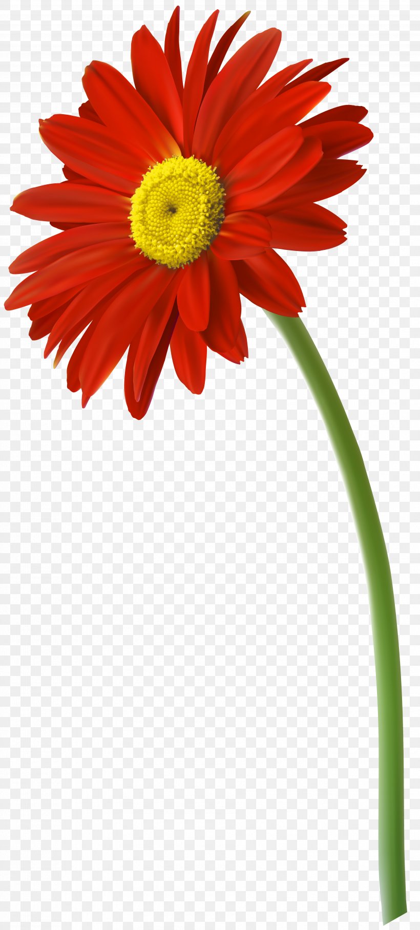 Flower Gerbera Jamesonii Clip Art, PNG, 3612x8000px, Flower, Chrysanths, Cut Flowers, Daisy, Daisy Family Download Free
