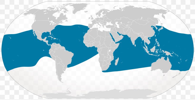 Giant Oceanic Manta Ray Whale Shark Cetacea Batoidea, PNG, 1280x659px, Giant Oceanic Manta Ray, Area, Batoidea, Business, Cetacea Download Free