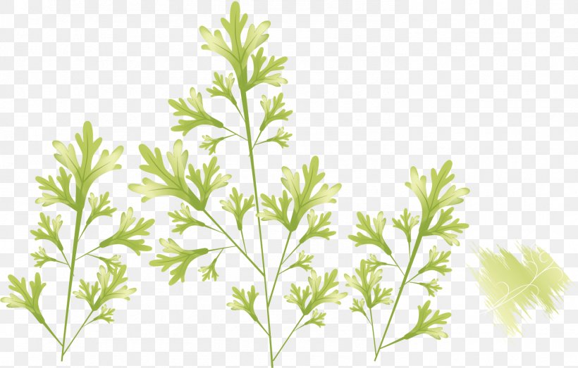 Leaf Photography Illustration, PNG, 1482x946px, Leaf, Branch, Drawing, Flowering Plant, Grass Download Free