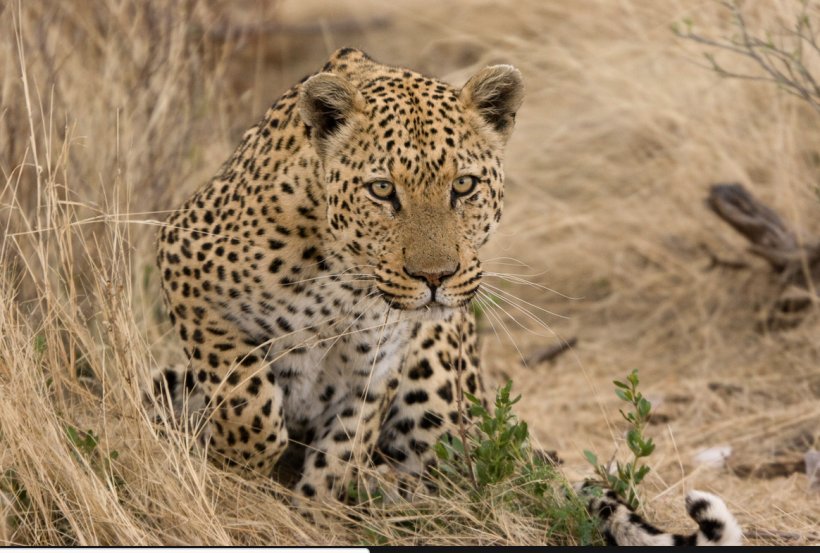 Leopard Felidae Jaguar Cheetah Ocelot, PNG, 1164x786px, Leopard, Animal, Big Cat, Big Cats, Carnivoran Download Free