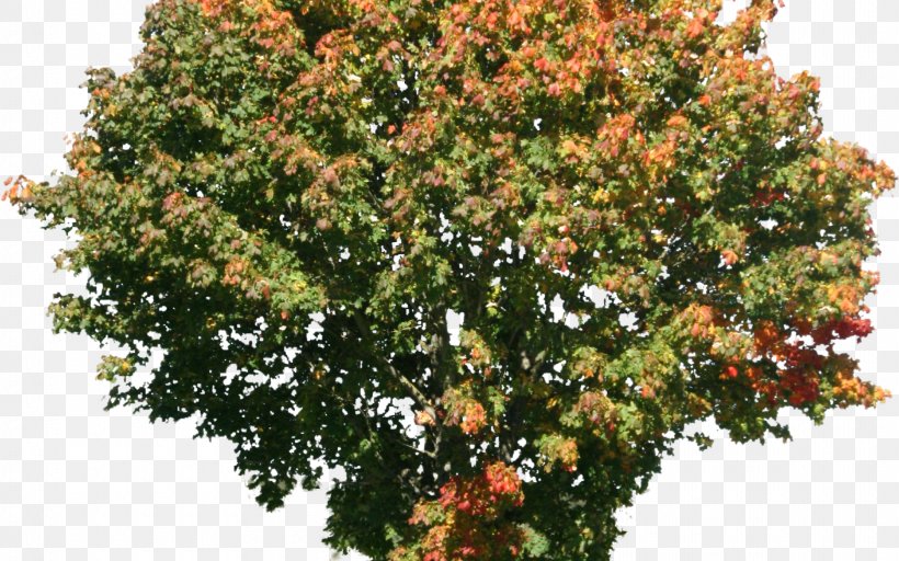 Shrub Tree Southern Magnolia Magnolia Dealbata Woody Plant, PNG, 1920x1200px, Shrub, Branch, Embryophyte, Evergreen, Lindens Download Free