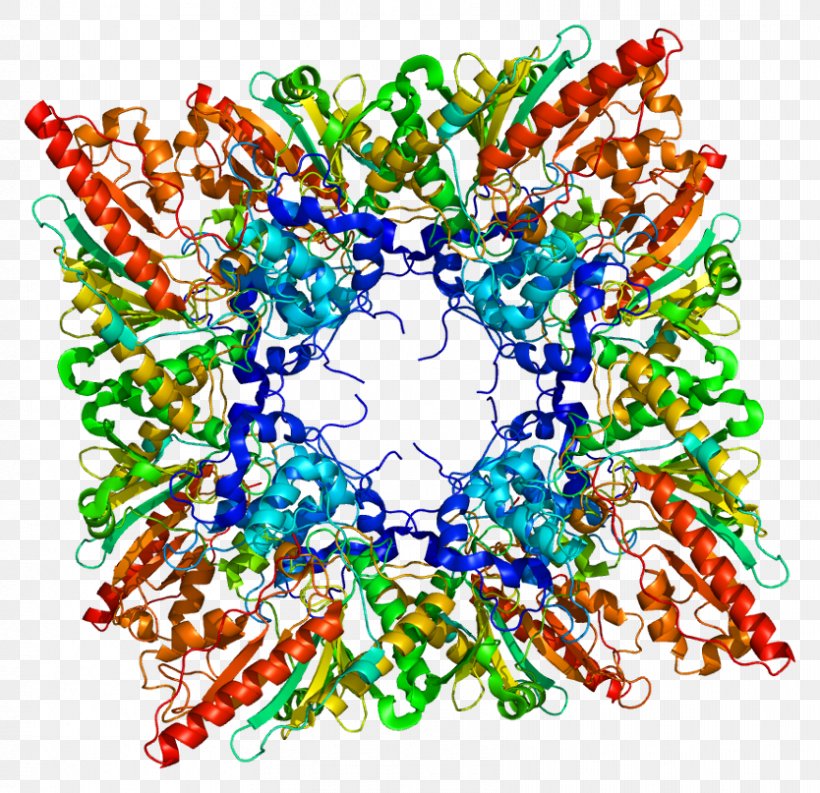 CKMT1B Creatine Kinase Protein Mitochondrion, PNG, 834x807px, Creatine Kinase, Art, Cardiac Muscle, Creatine, Gene Download Free