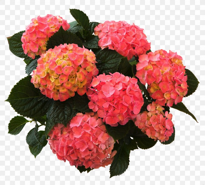 French Hydrangea Plants Flower Shrub, PNG, 2000x1799px, French Hydrangea, Annual Plant, Artificial Flower, Bauernhof, Centimeter Download Free