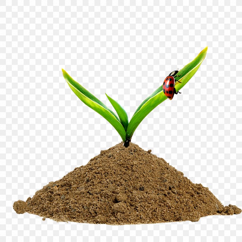 Grass Sprout, PNG, 900x900px, Germination, Computer Software, Designer, Grass, Grass Family Download Free