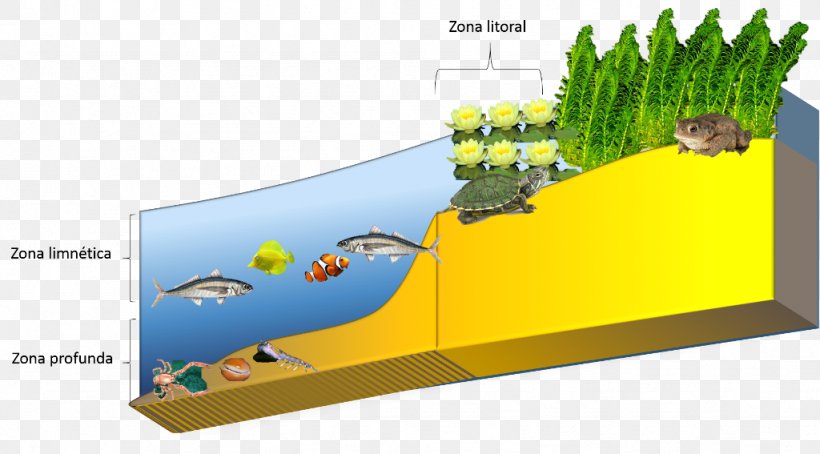 Limnetic Zone Littoral Zone Phytoplankton Biome Lake, PNG, 1024x567px, Littoral Zone, Algae, Aquatic Ecosystem, Biome, Ecology Download Free