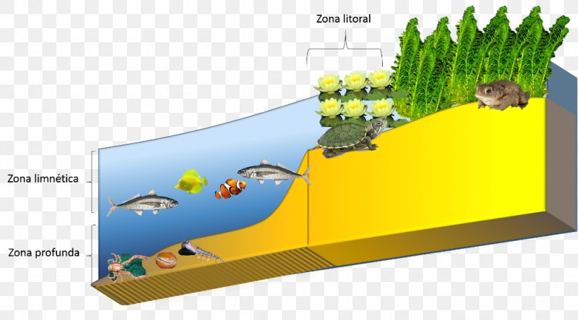 Limnetic Zone Littoral Zone Phytoplankton Biome Lake Png 1024x567px Littoral Zone Algae Aquatic Ecosystem Biome Ecology