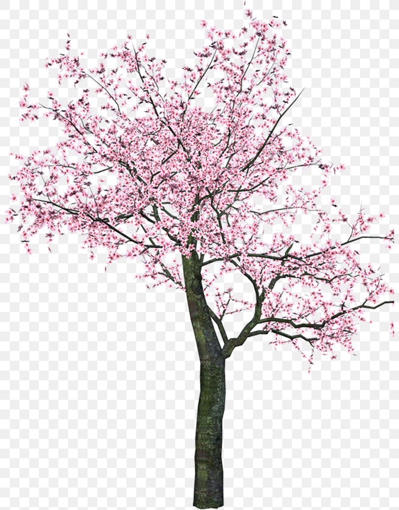 Blossom Tree Flower Clip Art, PNG, 800x1046px, Blossom, Branch, Cherry Blossom, Flora Images, Flower Download Free