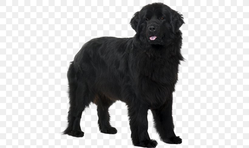 flat coated retriever newfoundland mix