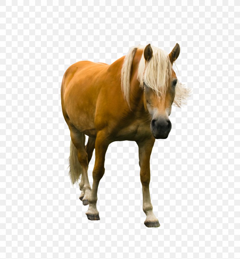 Haflinger Pony Stallion Mare Mustang, PNG, 1189x1280px, Haflinger, Bridle, Equestrian, Gratis, Halter Download Free