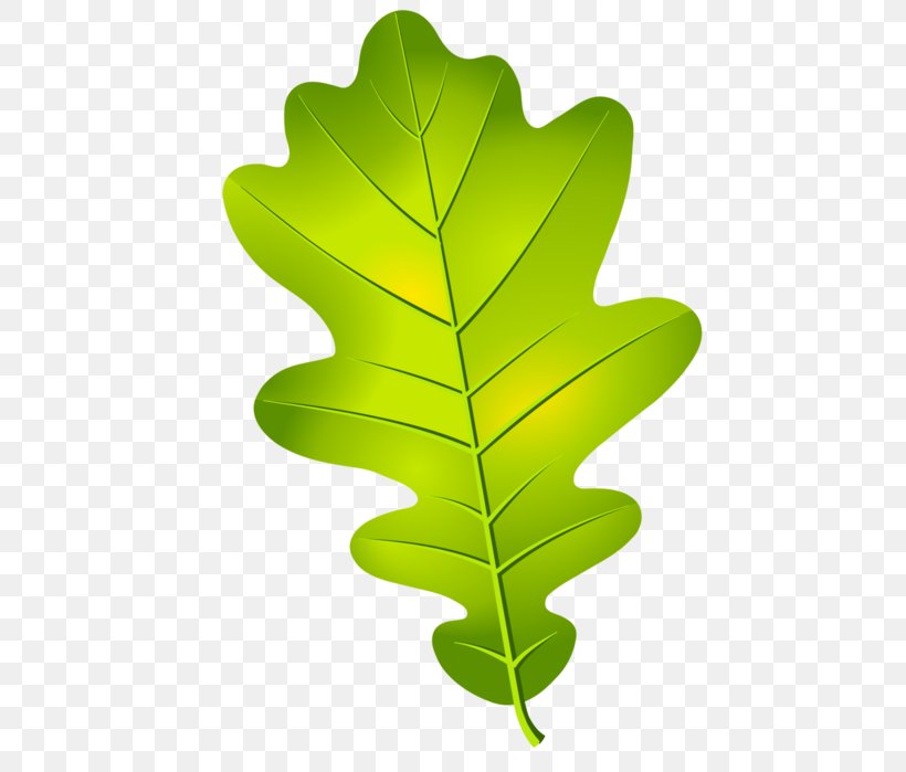 Oak Leaf Cluster Acorn Tree, PNG, 466x699px, Oak Leaf Cluster, Acorn, Drawing, Green, Leaf Download Free