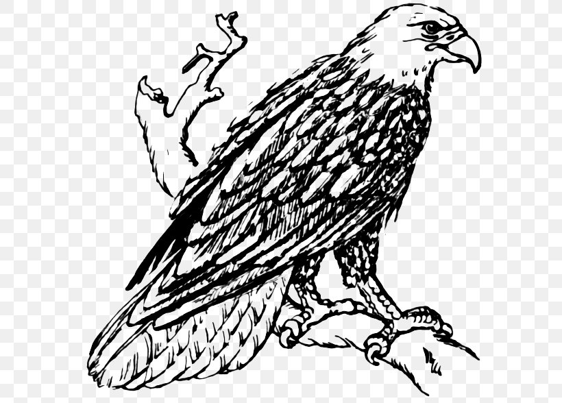 Bald Eagle White-tailed Eagle Golden Eagle Clip Art, PNG, 600x588px, Bald Eagle, Art, Artwork, Beak, Bird Download Free