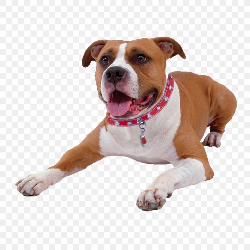 Dog Breed American Pit Bull Terrier American Staffordshire Terrier Crystal Healing, PNG, 1000x1000px, Dog Breed, American Pit Bull Terrier, American Staffordshire Terrier, Breed, Carnivoran Download Free