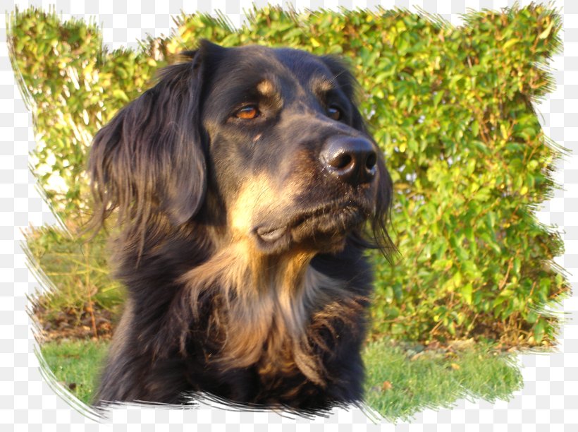 Field Spaniel Boykin Spaniel Gordon Setter Flat-Coated Retriever German Spaniel, PNG, 816x612px, Field Spaniel, Austrian Black And Tan Hound, Boykin Spaniel, Breed, Carnivoran Download Free