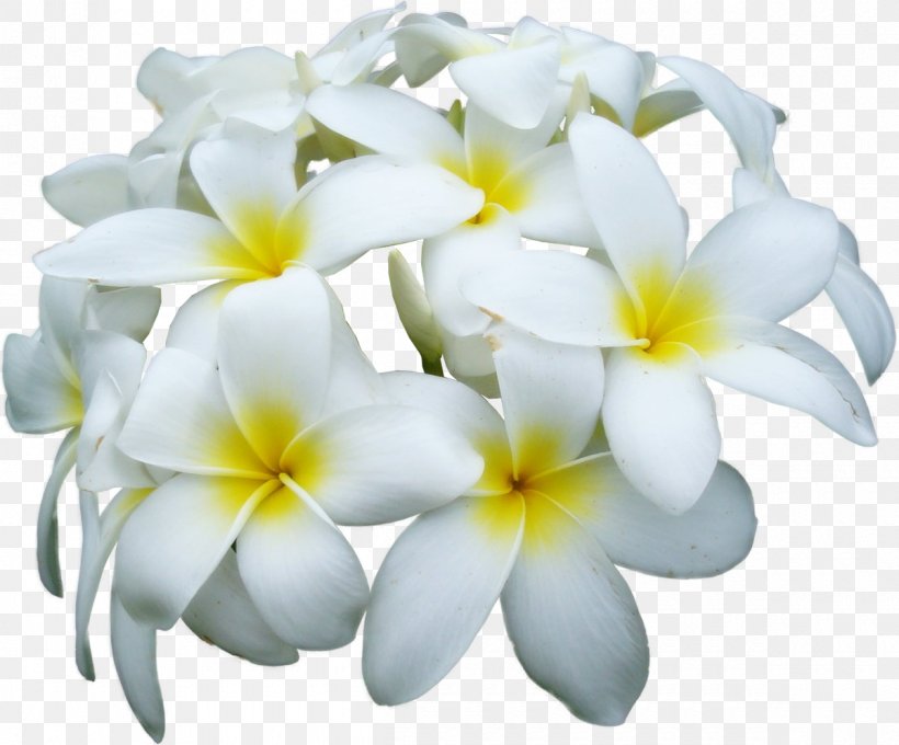 Flower Frangipani Clip Art, PNG, 1200x996px, Flower, Cut Flowers, Depositfiles, Digital Image, Floristry Download Free