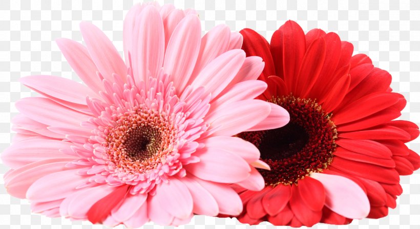 Transvaal Daisy Cut Flowers Chrysanthemum Room, PNG, 1200x656px, Transvaal Daisy, Balcony, Blog, Chrysanthemum, Chrysanths Download Free