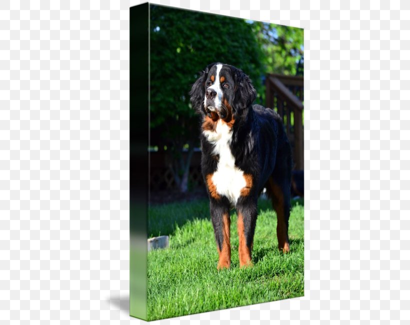 Bernese Mountain Dog Greater Swiss Mountain Dog Dog Breed Entlebucher Mountain Dog, PNG, 408x650px, Bernese Mountain Dog, Breed, Dog, Dog Breed, Dog Like Mammal Download Free