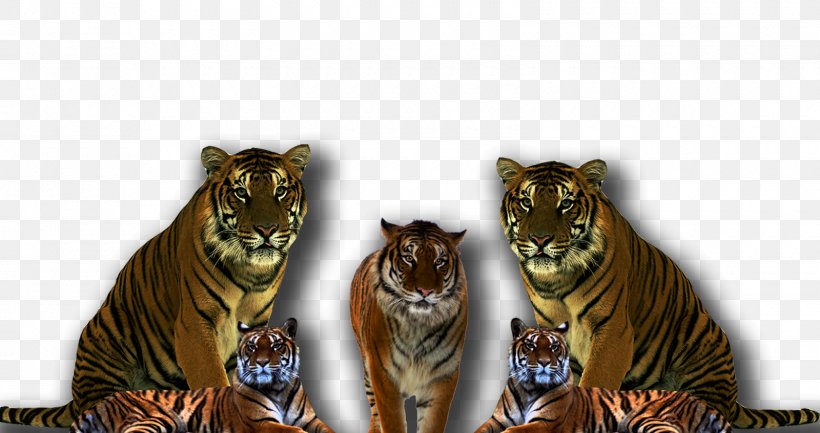 Desktop Wallpaper Display Resolution, PNG, 1600x846px, Display Resolution, Big Cats, Carnivoran, Cat Like Mammal, Computer Monitors Download Free