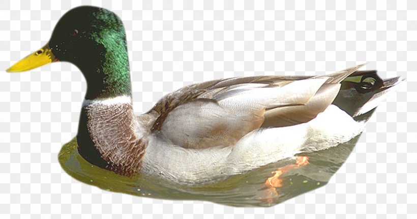 Mallard Duck Beak Fauna, PNG, 857x450px, Mallard, Beak, Bird, Duck, Ducks Geese And Swans Download Free