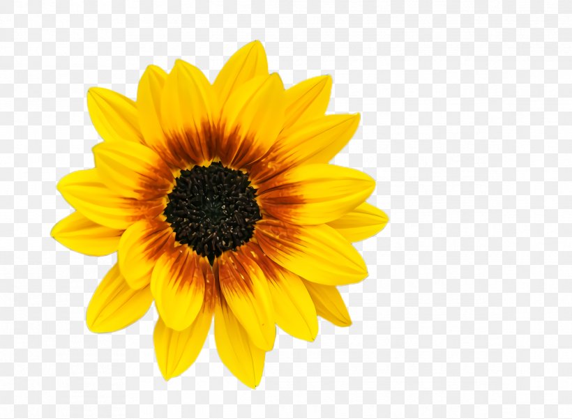 Sunflower, PNG, 2332x1712px, Flower, English Marigold, Flowering Plant, Gerbera, Petal Download Free