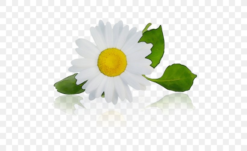 Daisy, PNG, 500x500px, Watercolor, Camomile, Chamomile, Daisy, Flower Download Free