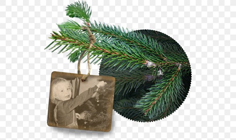 Fir Tree Farm Spruce Pine Christmas Tree Cultivation, PNG, 516x486px, Fir, Atlanta, Branch, Christmas, Christmas Ornament Download Free