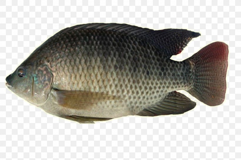 Nile Tilapia Freshwater Fish Nile Perch Png 1024x6px Tilapia Atlantic Croaker Barramundi Bony Fish Carp Download