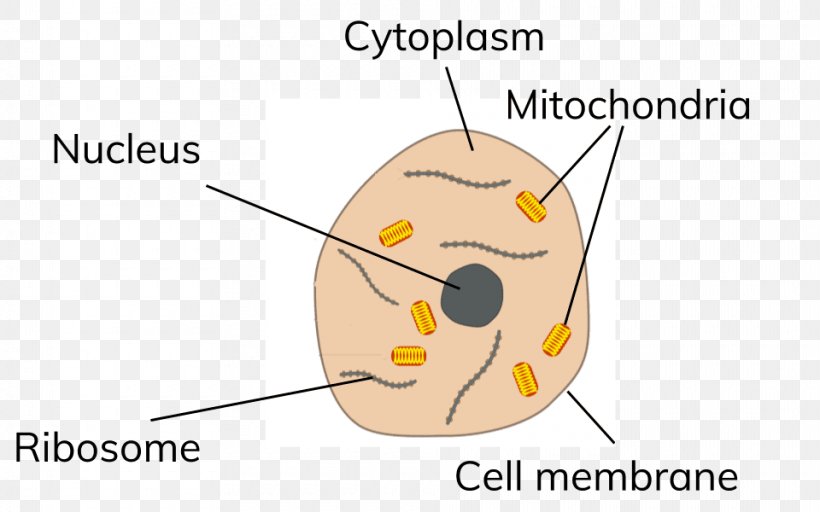 Plant Cell Cèl·lula Animal Subcellular Localization, PNG, 960x600px, Watercolor, Cartoon, Flower, Frame, Heart Download Free