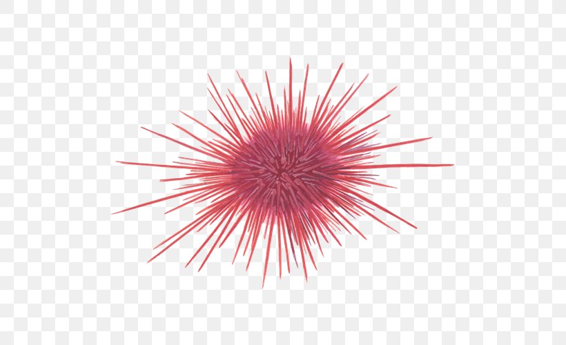 Red Sea Urchin Seafood Watch Pacific Purple Sea Urchin, PNG, 500x500px, Sea Urchin, Event, Fireworks, Holiday, Invertebrate Download Free