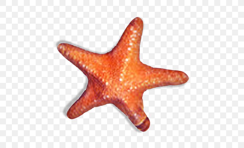 Starfish Sea Orange, PNG, 500x500px, Starfish, Animal, Beach, Echinoderm, Invertebrate Download Free