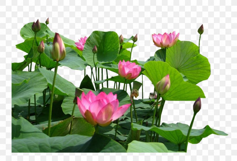 Aquatic Plants Flower Egyptian Lotus Proteales Nelumbo Nucifera, PNG, 1280x873px, Aquatic Plants, Annual Plant, Aquatic Plant, Egyptian Lotus, Flower Download Free