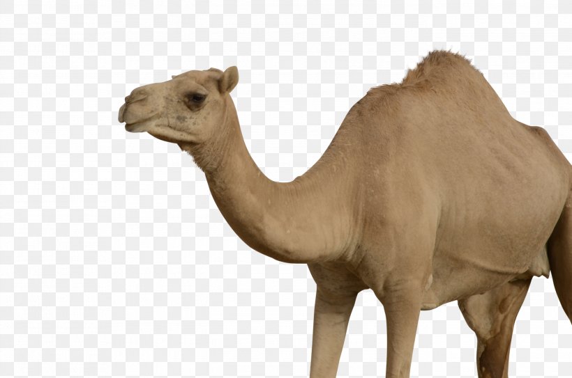 Bactrian Camel Dromedary, PNG, 2742x1818px, Dromedary, Arabian Camel, Bactrian Camel, Camel, Camel Face Download Free
