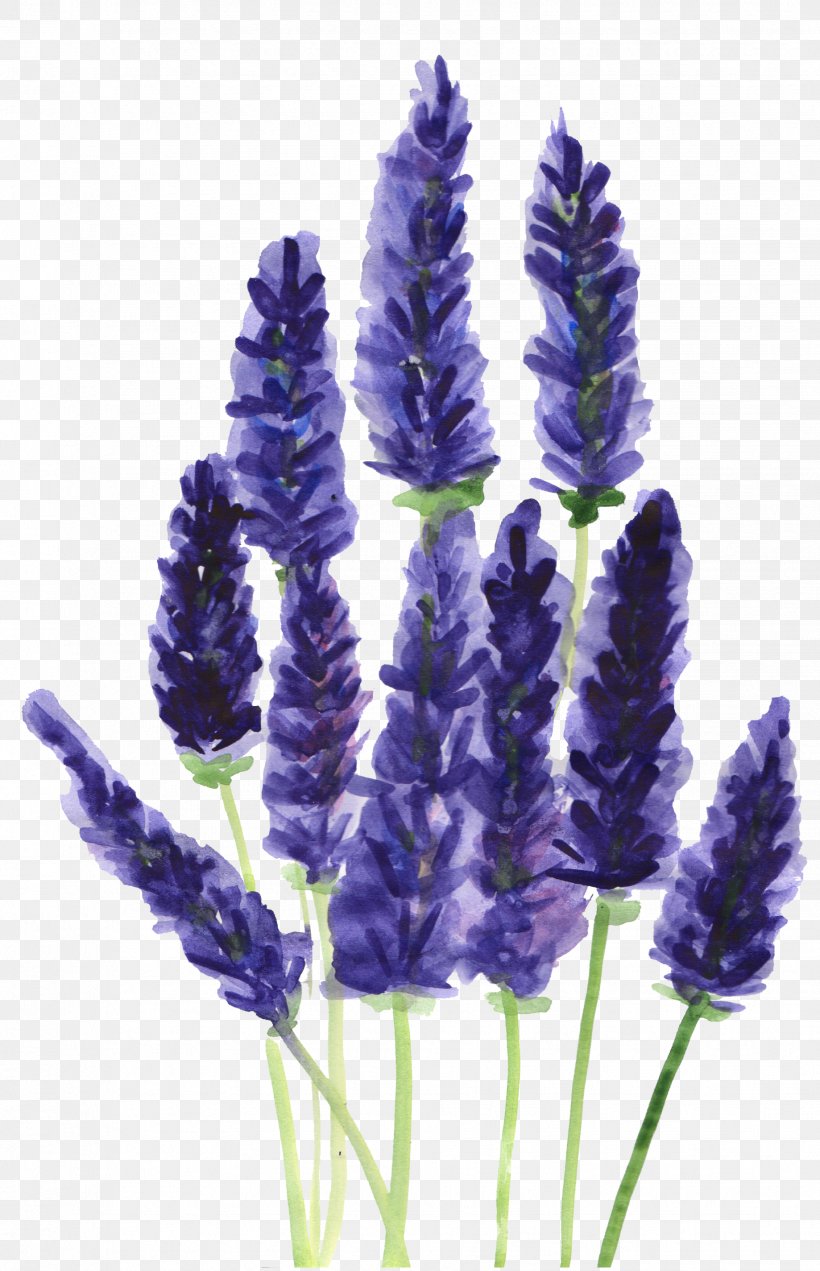 Lavender Watercolor: Flowers Plants Botany Drawing, PNG, 1838x2850px, Lavender, Botanical Illustration, Botany, Drawing, English Lavender Download Free