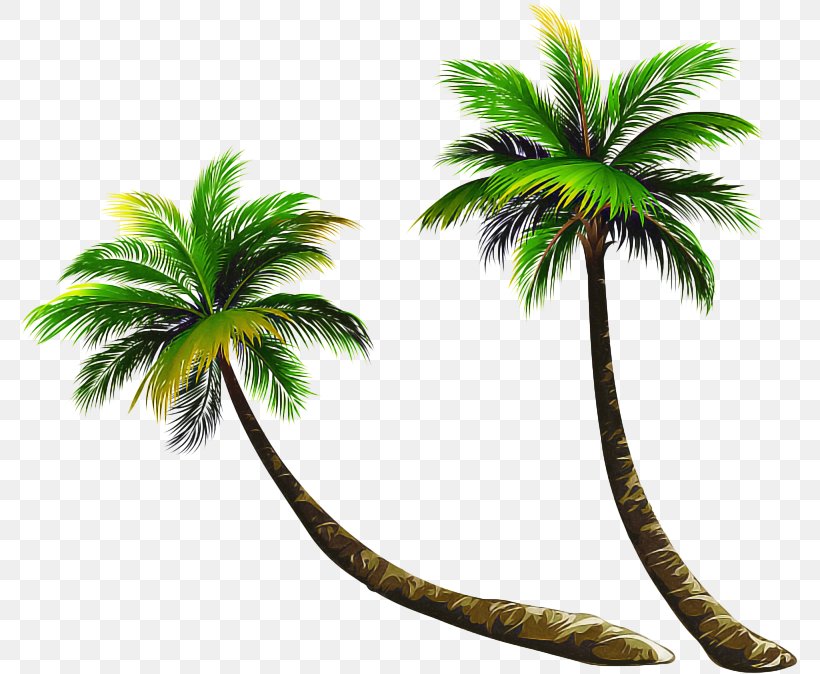 Palm Tree, PNG, 778x674px, Tree, Arecales, Green, Leaf, Palm Tree Download Free