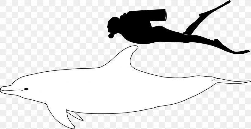 Common Bottlenose Dolphin Porpoise Shark Burrunan Dolphin, PNG, 1589x820px, Common Bottlenose Dolphin, Arm, Art, Artwork, Beak Download Free